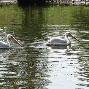 Pelecanus onocrotalus
