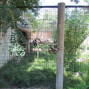 Africa - Red-flanked Duiker