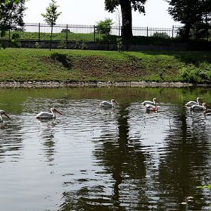 Pelecanus onocrotalus