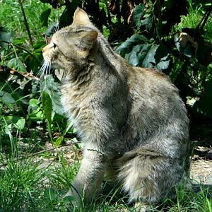 Felis silvestris