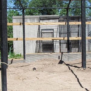 Africa - Serval Exhibit (under renovation)