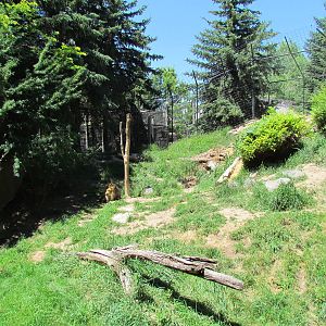 Africa - South African Lion Exhibit