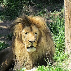 Africa - South African Lion