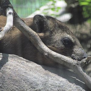 Africa - Cape Hyrax