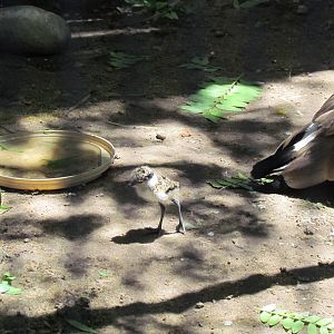 Africa - Spur-winged Plover chick