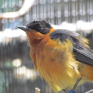 Africa - White-crowned Robin-chat