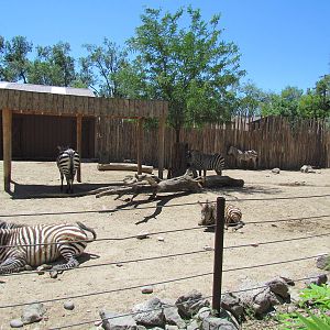 Africa - Grants Zebra Exhibit