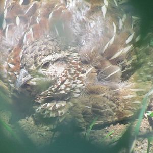 Africa - Crested Francolin