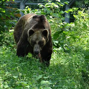 Ursus arctos