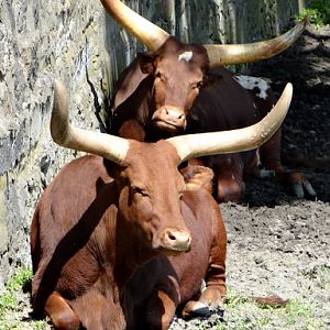Bos taurus taurus watusi