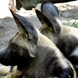 Lycaon pictus pictus