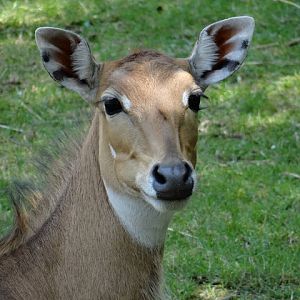Boselaphus tragocamelus