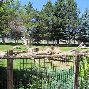 Asian Adventure - Bactrian Camel Exhibit