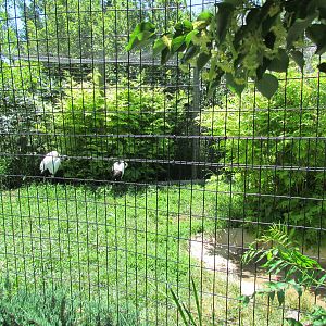 Asian Adventure - Red-crowned Crane Exhibit
