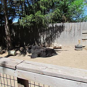 Childrens Zone - Domestic Yak