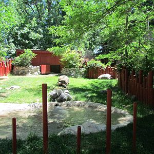 Aldabra Tortoise Exhibit