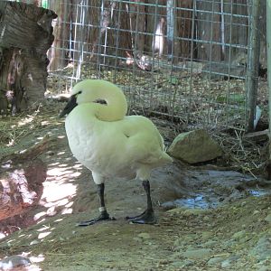 North America -Tundra Swan