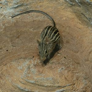 Lemniscomys barbarus