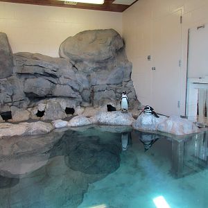 Penguin Cove - Indoor Exhibit