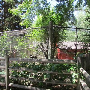 North America - Turkey Vulture Exhibit