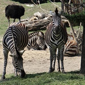 Equus quagga chapmani