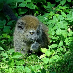 Hapalemur alaotrensis