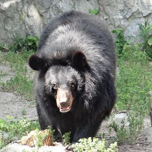 Ursus thibetanus