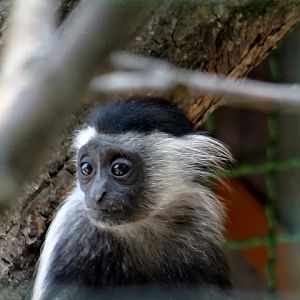 Colobus angolensis palliates