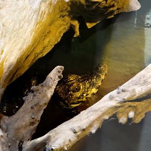 Osteolaemus tetraspis