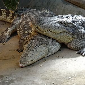 Crocodylus niloticus
