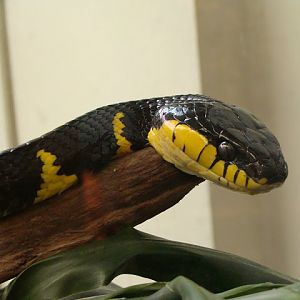 Boiga dendrophila melanota