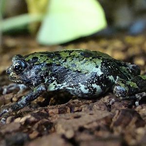 Scaphiophryne marmorata