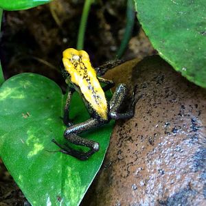 Phyllobates terribilis
