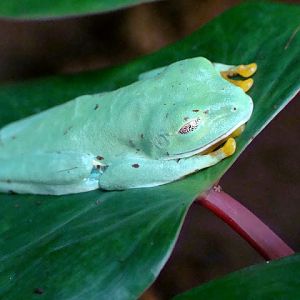 Agalychnis callidryas