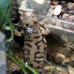 Ambystoma tigrinum