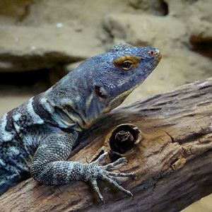 Petrosaurus thalassinus