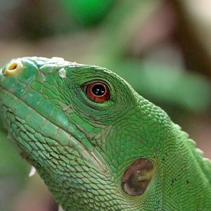 Brachylophus fasciatus