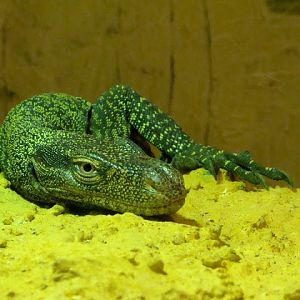 Varanus salvadorii  female