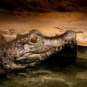 Paleosuchus trigonatus