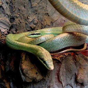 Rhynchophis boulengeri