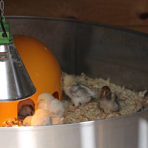 Chicken-raising