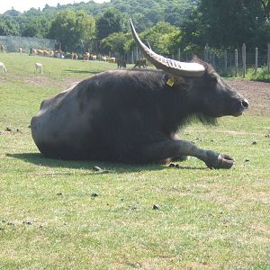 Asiatic Water Buffalo