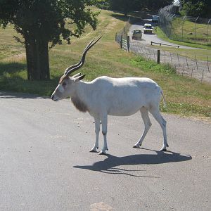 Addax