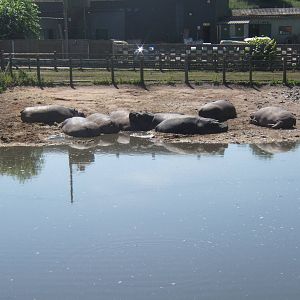 Common Hippopotamus