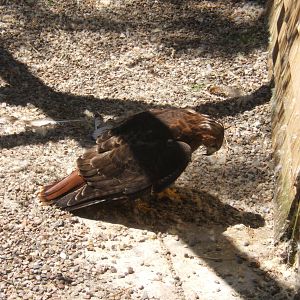 Hagley Falconry Centre