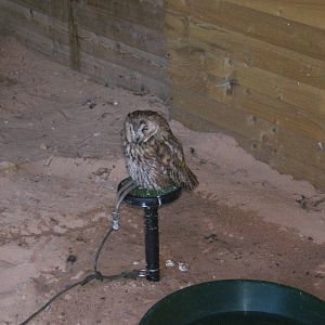 Hagley Falconry Centre