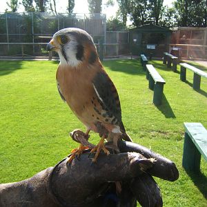 American Kestral