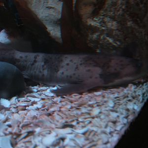 Blotched Swell Shark