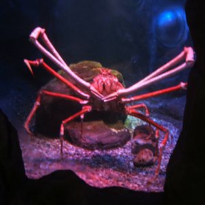 Giant Japanese Spider Crab
