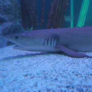 White-tipped Shark